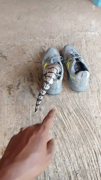 Binatang Apa ini ❓