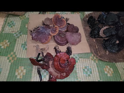 Video Nấm Lim Xanh,Nấm Hắc Chi Rừng Giá Bao nhiêu? Mua Nấm... - youtube