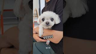 겁보가 동물병원을 방문하면..? #말티즈 #동물병원 #강아지일상 #강아지 #말티즈일상