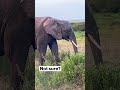 How to tell the difference between male and female elephants
