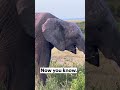How to tell the difference between male and female elephants
