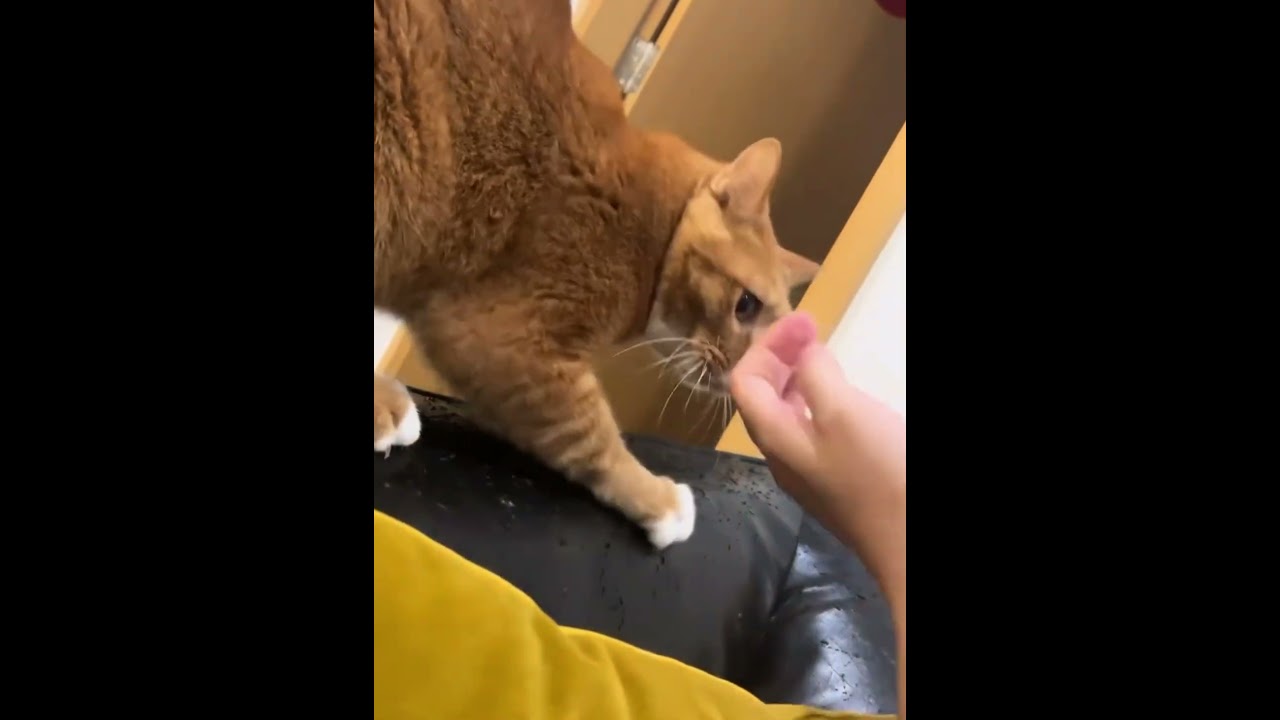 Cat behavior is unpredictable 