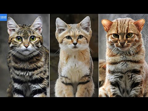 Самые маленькие дикие кошки – черноногая кошка, барханный кот, ржавая кошка!