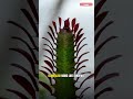 Carnivorous Plants