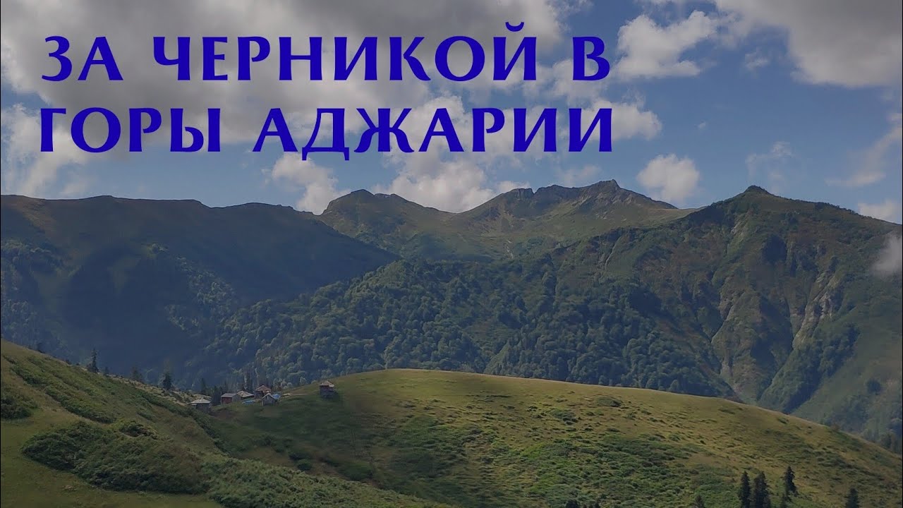 В поисках черники в горной Аджарии 