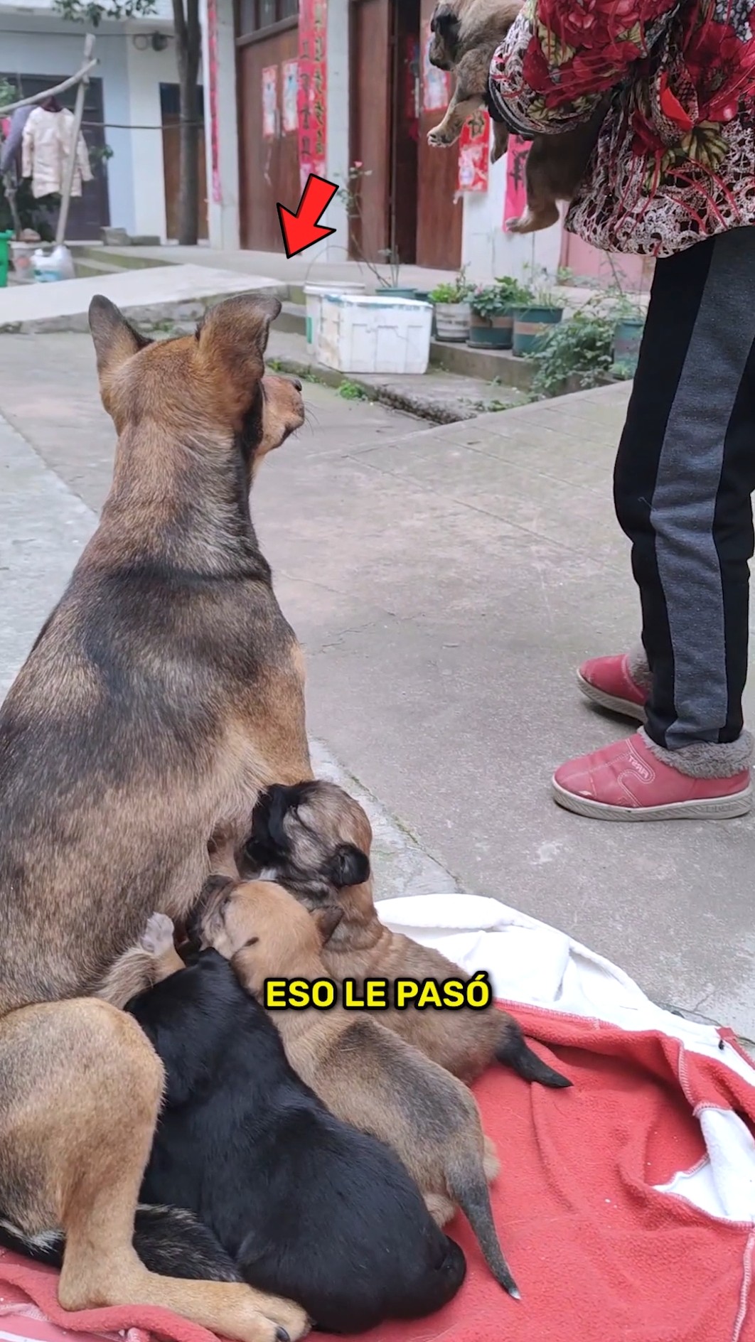 Desesperada, luchó por recuperar a su bebé ??
