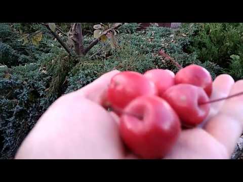 Ранетка-яблоня-мечта для ,,ленивых,,садоводов