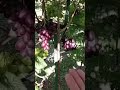Супер виноград Олімп