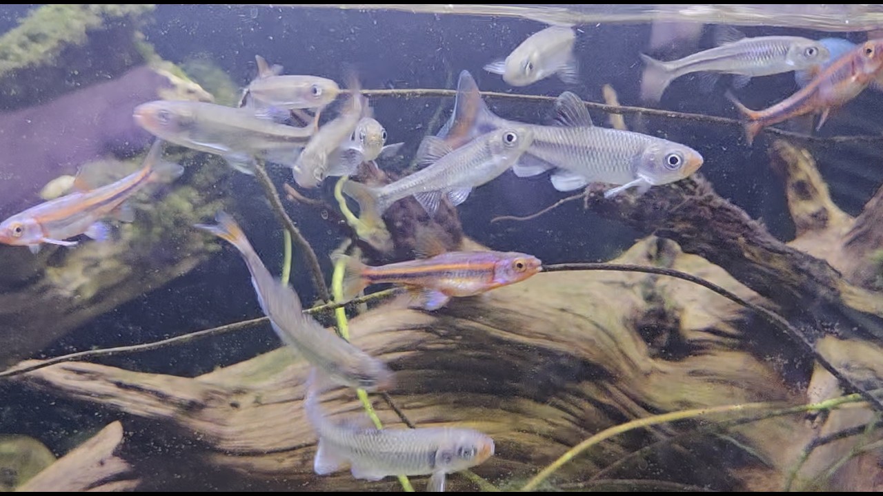 Young fireyblack shiners getting a tank upgrade