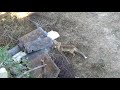 Лисёнок в Коктебеле.