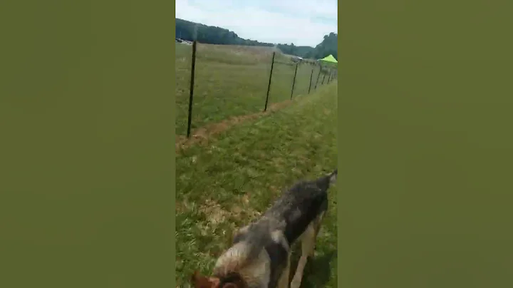 Virgil Visits Dukes K9 Splash