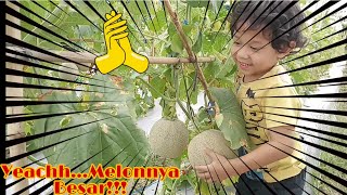 Panen Melon Di kebun Sendiri , Seru  Banget Metik Melon !!!