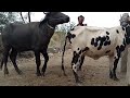 natural animal cross meeting#animals #meating animal natural buffalo meeting and cow mating