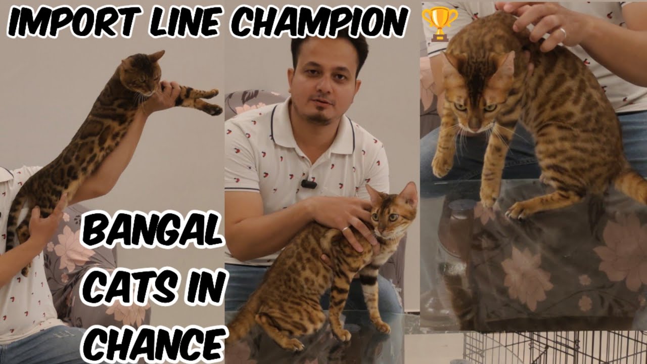 Pure Quality Bangal Cat's in Hyderabad Import Line Bangal Champion Cats in HYDERABAD YouTube