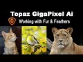 TOPAZ GIGAPIXEL AI: Working with Fur and Feathers