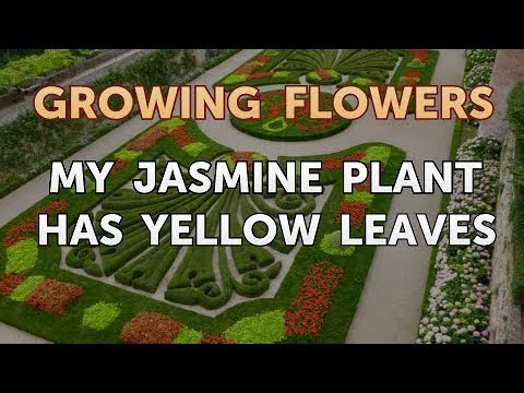 My Jasmine Plant Has Yellow Leaves