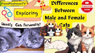 How to Differentiate Between Male and Female Cats