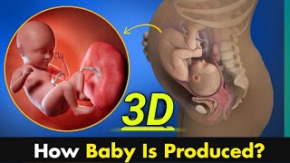 How baby is Created inside female body    A tour From Fertilization to delivery 3D animation