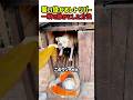 【衝撃】牙を剥いて飼い主に襲いかかる犬、序列トップの教育で一瞬で「ただの可愛いポチ」になる　#いぬ #犬 #ワンコ #犬動画 #しつけ #犬のいる暮らし #ドーベルマン #レトリバー #shorts