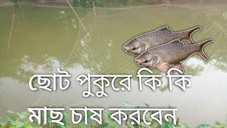 ছোট পুকুরে কি কি মাছ চাষ করা যায়||ছোট পুকুরে মাছ চাষ পদ্ধতি||pukure Mach chas