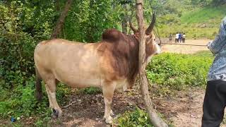 Nyuj Kub Zoo Txawj Kub