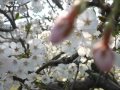 雨の酒場街_cover