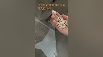 Pumpkin Seeds With AMD Deep Learning Sorting Machine #machine #colorsorter #sorting #sorter #sortex