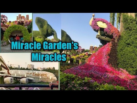 miracle garden Dubai Miracle!🌼  wow must visit once in a life time ❤️