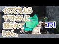 お散歩の途中でバッタリヤマトさんに会ったらまたイタズラして怒られてしまうゴールデンレトリバーの子犬ティト！