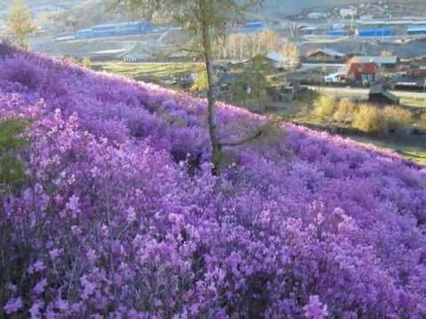 Где-то багульник на сопках цветет