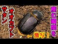 サタンオオカブト 卵を産み落とす瞬間を目撃しました 昆虫飼育