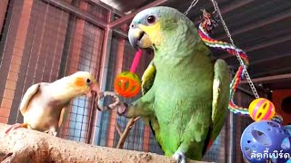 Parrots welcome new members ต้อนรับ​สมาชิก​ใหม่​ เจอกัน​ครั้งแรก​​เป็น​จะยังไง😄😅/ ลัค​กี้​เบิร์ด​