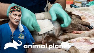 Un perro pequeño sufre tras varios disparos | Dr. Jeff, Veterinario | Animal Planet