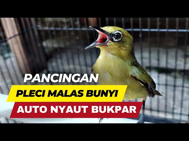 Pasti Nyaut !!! Pancingan Pleci Ngalas Buat Pleci Malas Jadi Emosi class=