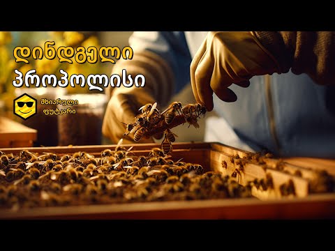 დინდგელი (პროპოლისი)