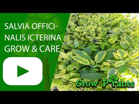 Salvia officinalis Icterina - grow & care (Icterina Sage)