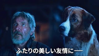 ハリソン・フォード最新作  未開の地を旅する男と奇跡の名犬との冒険劇 映画『野性の呼び声』特別映像解禁