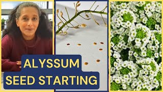 Planting Sweet Alyssum Seeds 🌱🌼 SUPER Companion Plant