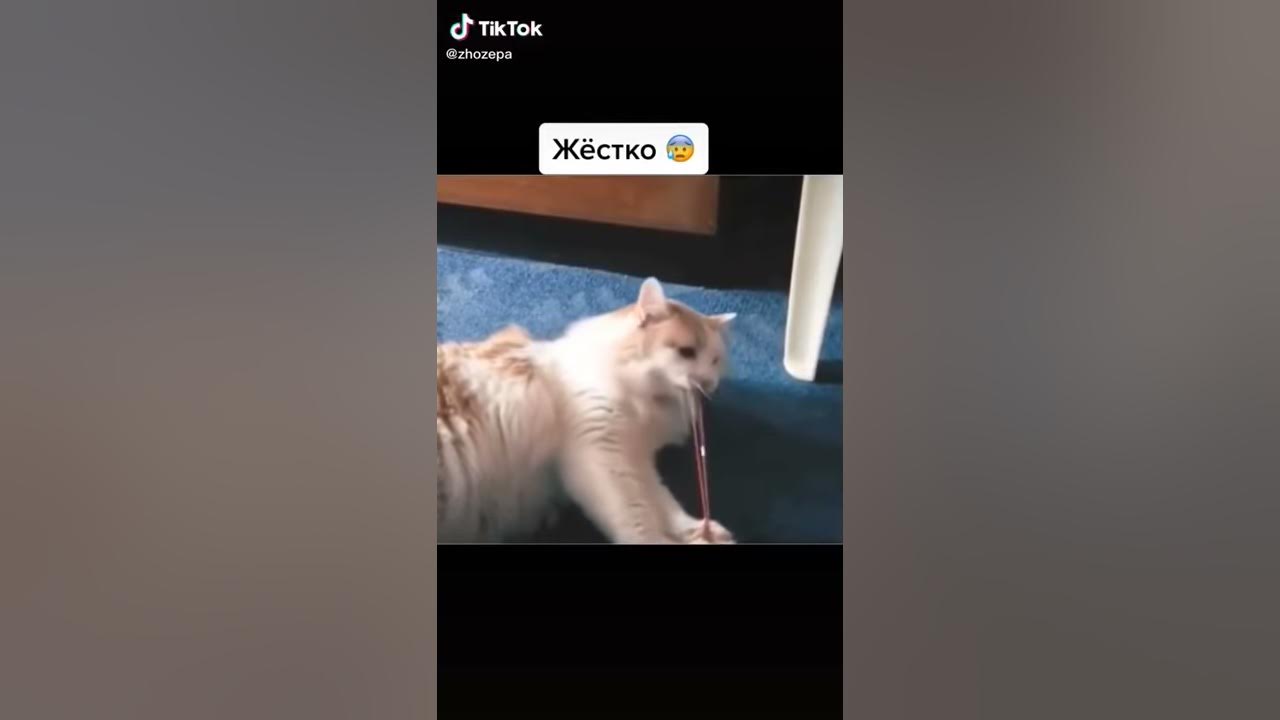 Мышык😂😂😂 - YouTube