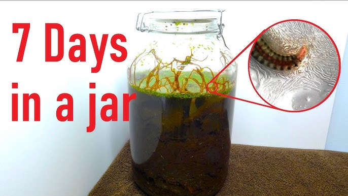 Build an Aquatic Ecosphere : 9 Steps - Instructables