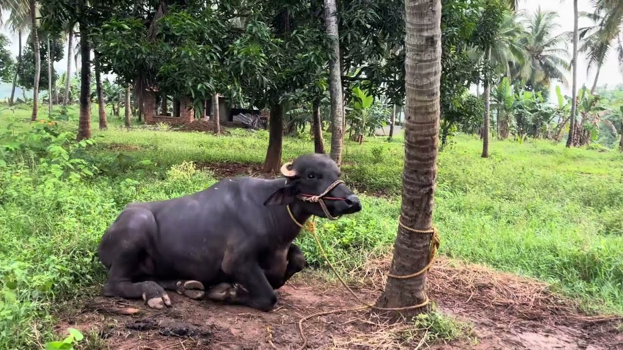 ലക്ഷങ്ങൾ വില വരുന്ന പോത്തുകള്‍ വളാഞ്ചേരിയിലും #buffalo #VALANCHERY