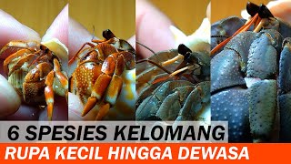 Rupa Enam Spesies Kelomang dari Kecil hingga Dewasa | Pengetahuan Kelomang | Crabpedia