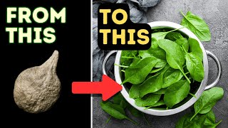 Spinach Growing 101: Beginner’s Step-by-Step No Fluff Planting Guide