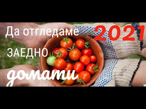 Видео: Грижа за домати в оранжерия на стена
