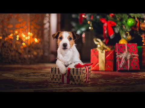 Video: Allt om självförsäkring för hundar