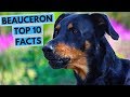 Beauceron - TOP 10 Interesting Facts の動画、YouTube動画。