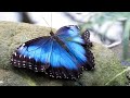 Blue morpho butterflies morpho peleides