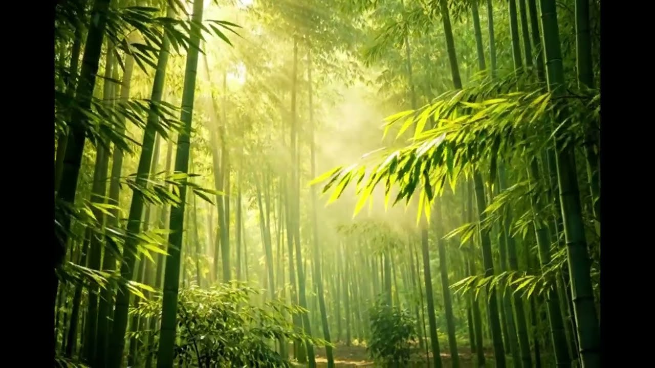 편안한 수면 음악 휴식 음악