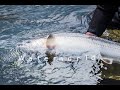 Waterworld - Stjørdalselva salmon fishing opening week 2020