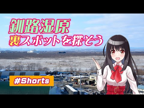【ゆうひリポート】#1 釧路湿原の裏スポットを探す【#Shorts】【新コーナー】